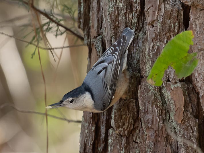 White-breasted Nuthatch (Sitta carolinensis).jpg